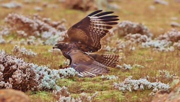 Les Oiseaux d'Abyssine : conférence